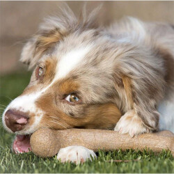 BarkBone Dinosaur Bacon Aromalı Bitmeyen Köpek Çiğneme Kemiği Küçük Boy 16,5 Cm - 2