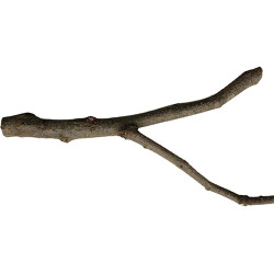 Beaks Doğal Dal Tünek L ST101 27,5 Cm - Beaks