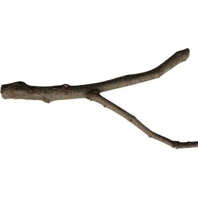 Beaks Doğal Dal Tünek L ST101 27,5 Cm - 1