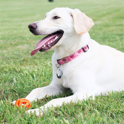 Chuckit! Air Ball Köpek Oyun Topu Orta Boy 6,5 Cm - 3