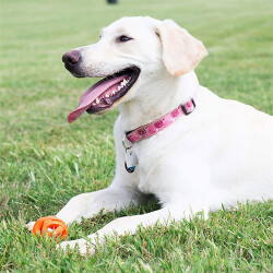 Chuckit! Air Ball Köpek Oyun Topu Orta Boy 6,5 Cm - 3