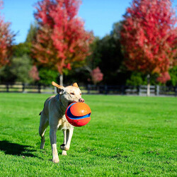 Chuckit! Kick Fetch Köpek Oyun Topu Büyük Boy 20 Cm - 2