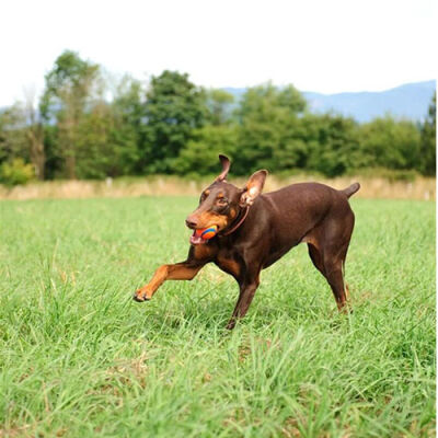 Chuckit! Ultra Ball Dayanıklı Köpek Oyun Topu Large 7,5 Cm - 3