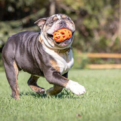 Chuckit!Air Fetch Football Köpek Oyun Topu 14 Cm - 2