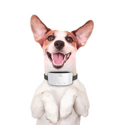 Doggie Premium Havlama Önleyici Köpek Eğitim Tasması Beyaz - 3