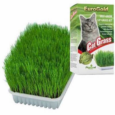 EuroGold Cat Grass Kedi Çimi - 1