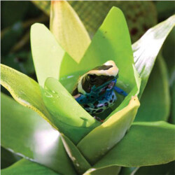 Exo Terra Büyük İpek Bromelia Plastik Teraryum Bitkisi - 3