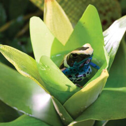 Exo Terra Küçük İpek Neoregelia Plastik Teraryum Bitkisi - 3