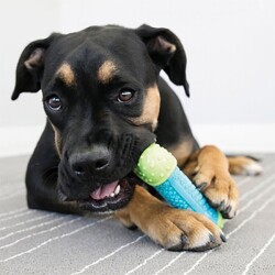 Kong Core Strength Plastik Köpek Çiğneme Oyuncağı 7 Cm - 3