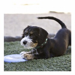 Kong Puppy Kauçuk Frizbi Yavru Köpek Oyuncağı - 2