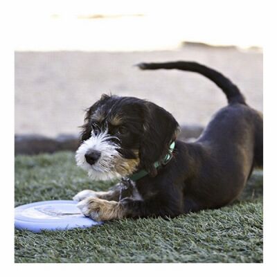 Kong Puppy Kauçuk Frizbi Yavru Köpek Oyuncağı - 2