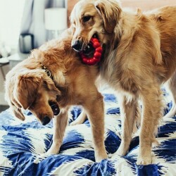 Kong Ring Large Irk Köpek Oyuncağı 13 Cm - 3