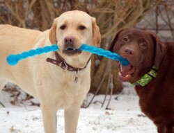 Kong Safestix Termoplastik Köpek Oyuncağı Large 69 Cm - 6