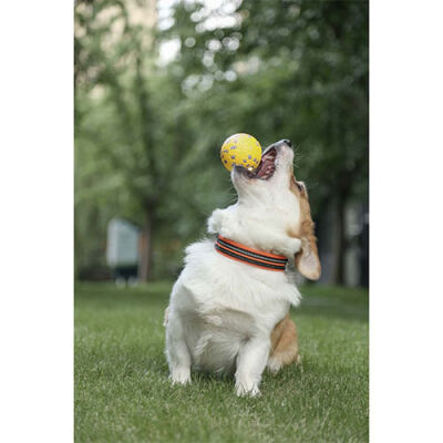 M-Pets Bloom Ball Parçalanmaz Top Köpek Oyuncağı Sarı 7 Cm - 3