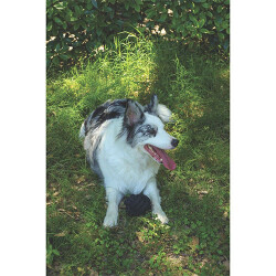 M-Pets Coto Örgü Top Köpek Oyuncağı Siyah 9,5 Cm - 2