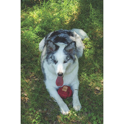 M-Pets Coto Red Ball Örgü Top Köpek Oyuncağı 9,5 Cm - 2