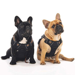 M-Pets Hiking Reflektörlü Köpek Göğüs Tasması Turuncu Medium 40-75 Cm - 3