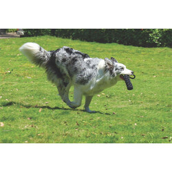 M-Pets Örgü Köpek Oyuncağı Siyah 34 Cm - 2