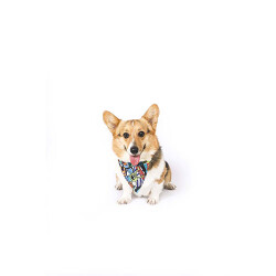 M-Pets Urban Style Freestyle Köpek Bandanası Small 13x33 Cm - 2