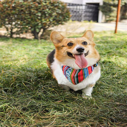 M-Pets Urban Style Jazz Bandana Köpek Boyun Tasması Small 15-33 Cm - 2