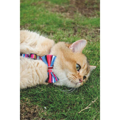 M-Pets Urban Style Jazz Stripes Kedi ve Köpek Papyonu Large - 2