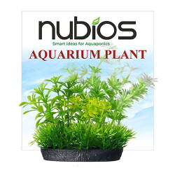 Nubios Plastik Bitki Kare Tabanlı Tekli Karton 10 Cm - Nubios
