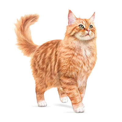 Royal Canin Ageing 11+ Yaş Üzeri Yaşlı Kedi Maması 2 Kg - 3