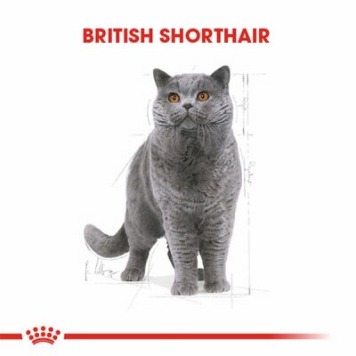 Royal Canin British Shorthair Adult Pouch Yetişkin Kedi Konservesi 6 Adet 85 Gr - 2