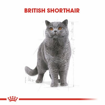 Royal Canin British Shorthair Adult Yetişkin Kedi Maması 400 Gr - 2