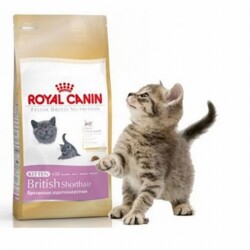 Royal Canin British Shorthair Kitten Yavru Kedi Maması 2 Kg - 2