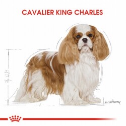 Royal Canin Cavalier King Charles Adult Yetişkin Köpek Maması 1,5 Kg - 3