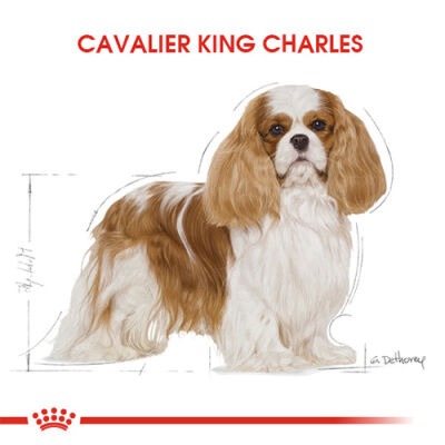 Royal Canin Cavalier King Charles Adult Yetişkin Köpek Maması 3 Kg - 3