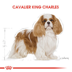 Royal Canin Cavalier King Charles Adult Yetişkin Köpek Maması 3 Kg - 3