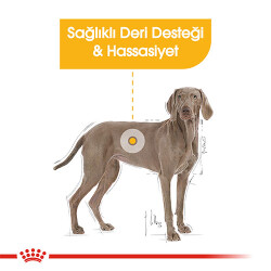 Royal Canin Ccn Maxi Dermacomfort Adult Büyük Irk Yetişkin Köpek Maması 12 Kg - 2