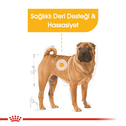Royal Canin Ccn Medıum Dermacomfort Adult Orta Irk Yetişkin Köpek Maması 12 Kg - 2