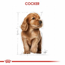 Royal Canin Cocker Spaniel Puppy Yavru Köpek Maması 3 Kg - 2