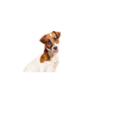Royal Canin Loaf Mousse Küçük Irk Ezme Yetişkin Köpek Konservesi 195 Gr - 3