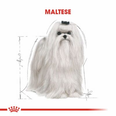 Royal Canin Maltese Terrier Adult Yetişkin Köpek Maması 1,5 Kg - 3