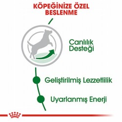 Royal Canin Mini Adult 8+ Küçük Irk Yaşlı Köpek Maması 2 Kg - 2