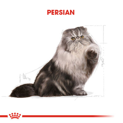 Royal Canin Persian Adult İran Yetişkin Kedi Maması 4 Kg - 2