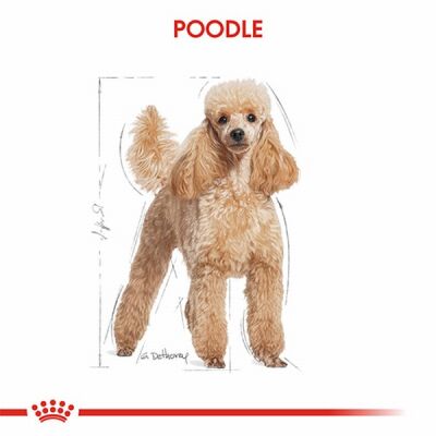 Royal Canin Poodle Pouch Adult Yetişkin Köpek Konservesi 85 Gr - 3