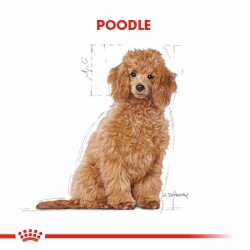 Royal Canin Poodle Puppy Yavru Köpek Maması 3 Kg - 2