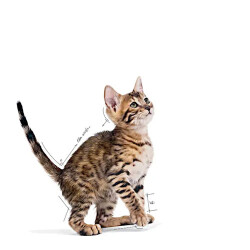 Royal Canin Pouch Kitten Sterilised Gravy Yavru Kedi Konservesi 12 Adet 85 Gr - 3