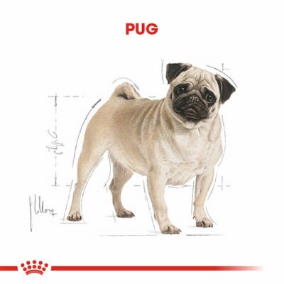 Royal Canin Pug Adult Yetişkin Köpek Maması 1,5 Kg - 2