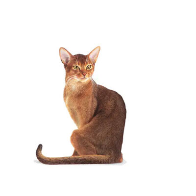 Royal Canin Fussy Exigent Seçici Kediler İçin Yetişkin Kedi Maması 400 Gr - 3