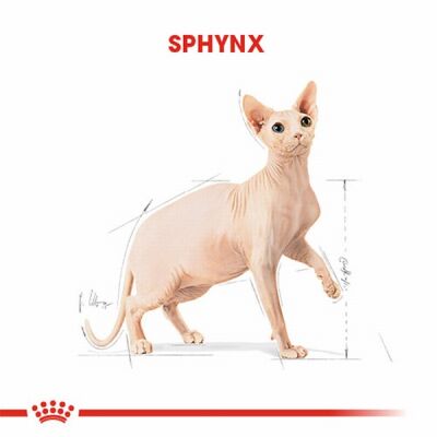 Royal Canin Sphynx Adult Yetişkin Kedi Maması 2 Kg - 2