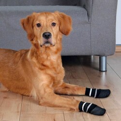Trixie Kaymaz Tabanlı Köpek Çorabı 2 Adet XL - Trixie