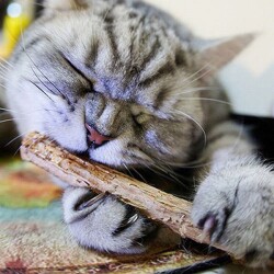 Trixie Matatabi Kedi Çiğneme Ödülü 10 Gr - 3