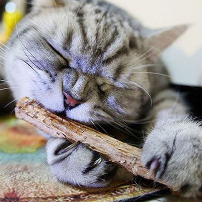 Trixie Matatabi Kedi Çiğneme Ödülü 10 Gr - 3
